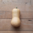 Butternut
