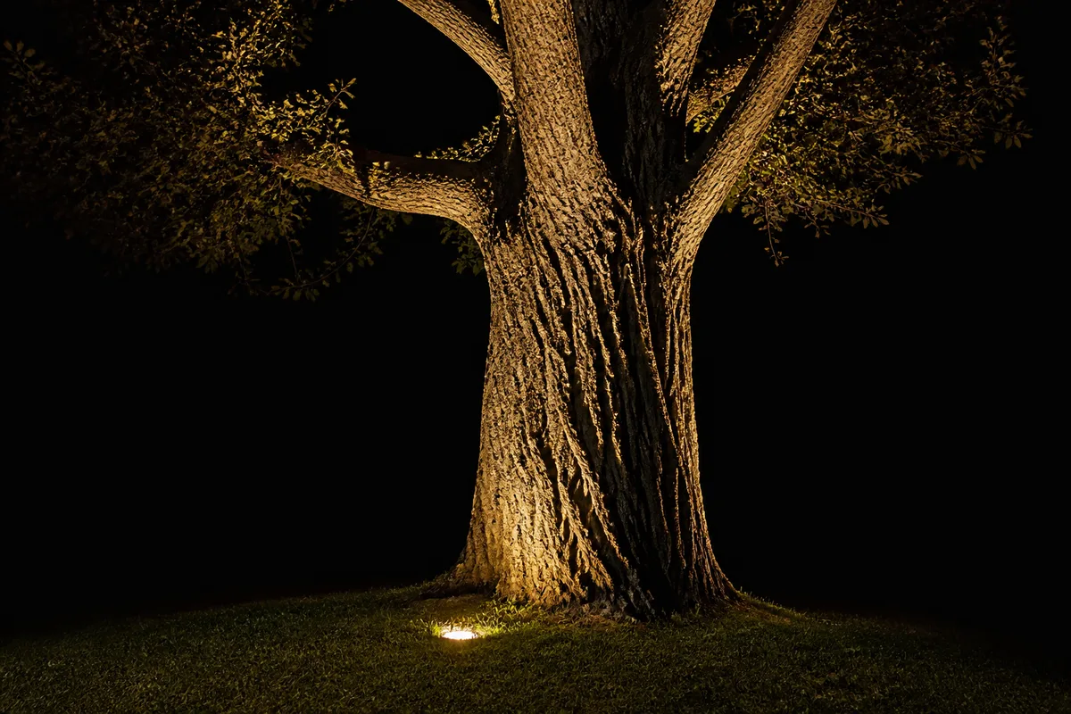 Spot LED encastré au sol éclairant le tronc d&rsquo;un arbre en soirée
